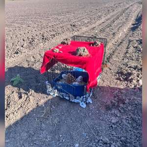 Family Of Fluffy Babies Waits In Dirt Field, Hoping Someone Notices Them