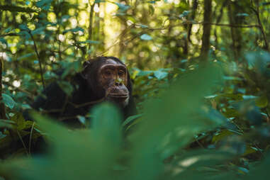 a chimpanzee looking out in the bush in Uganda
