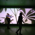 to people walking in front of a screen where cannabis plant shadows are projected