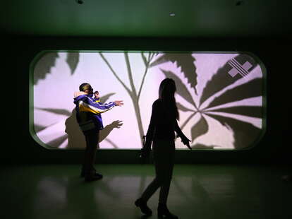 to people walking in front of a screen where cannabis plant shadows are projected