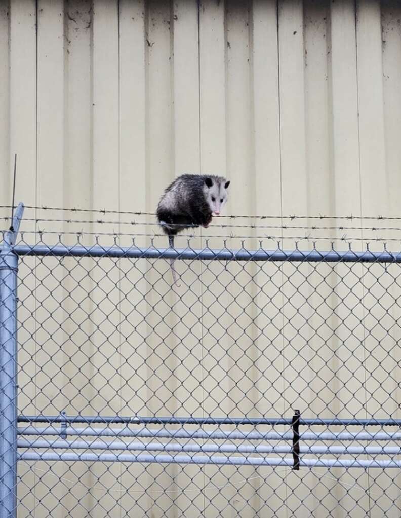 possum stuck on fence 