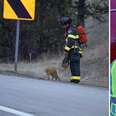 Hero Cat Rushes Toward Accident Scene 'Determined To Help' First Responders