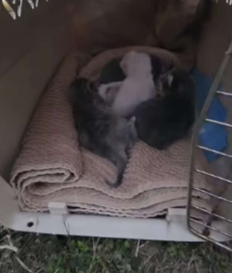 kittens in carrier 