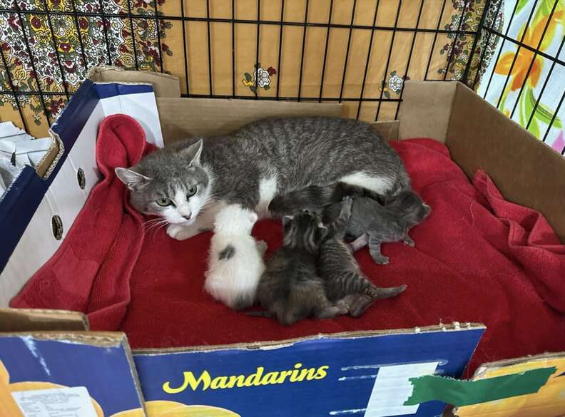 mother cat and kittens 