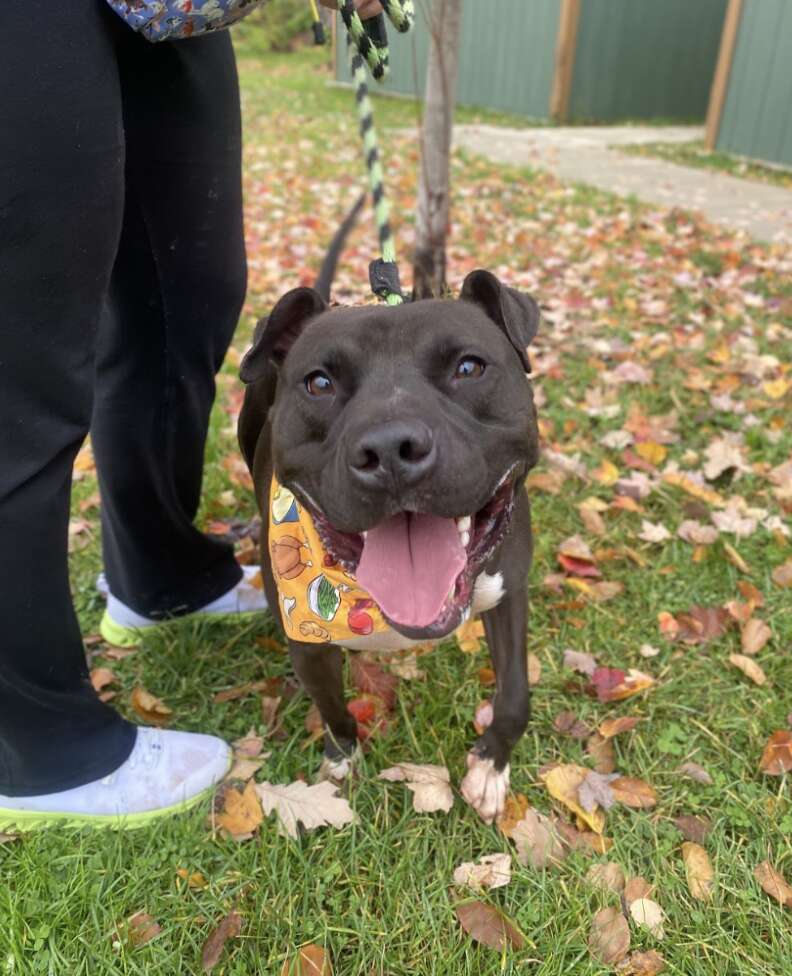 dog wearing bandana 