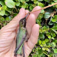 Passerby Helps A Little Hummingbird Out Of A Very Odd Predicament