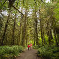 Couple hiking through the forest of Olympic National Park in Washington
