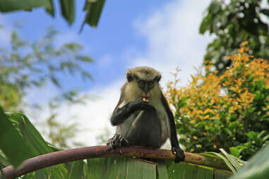 Mona Monkey in the Grand Etang Forest Reserve on the Caribbean island of Grenada