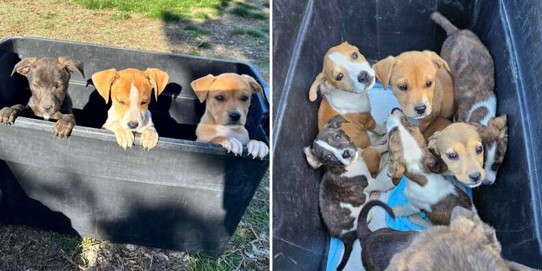 puppies in box 