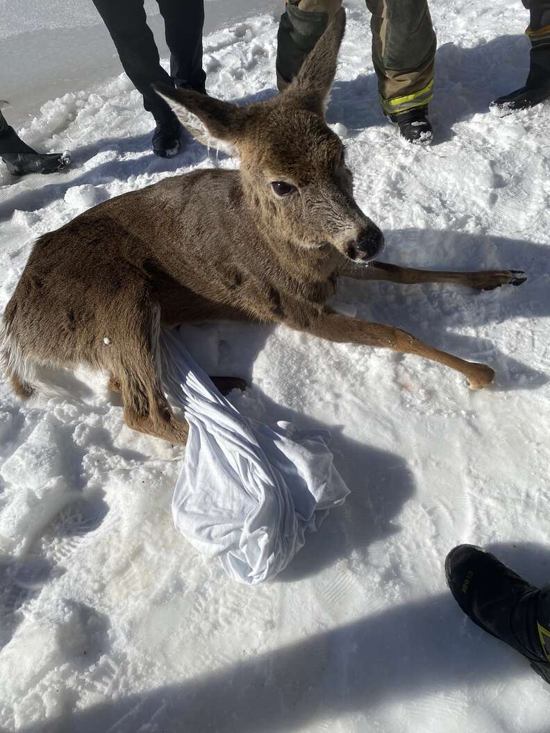 Deer sitting up in snow