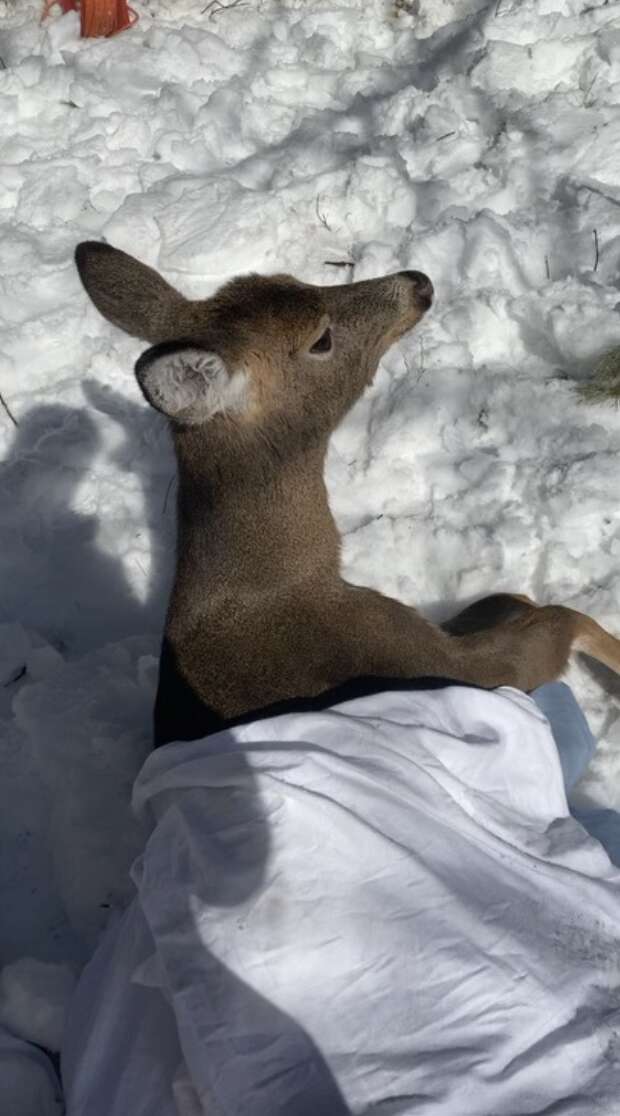 Deer on snow lying in warming blanket