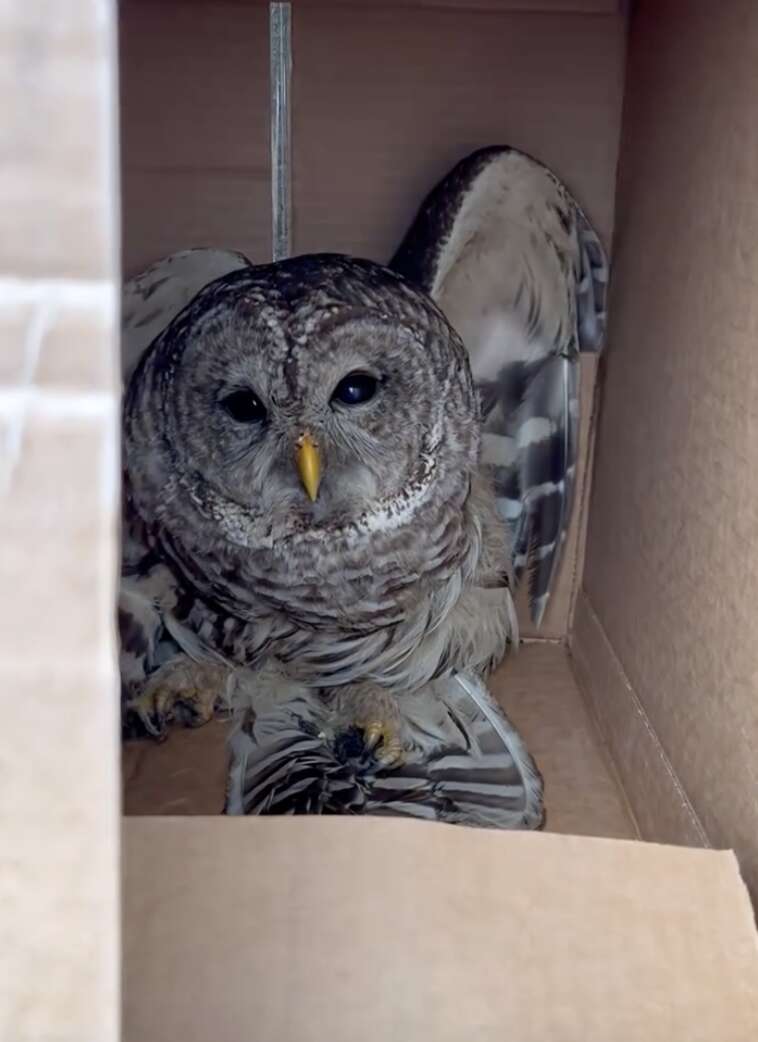 owl in box 