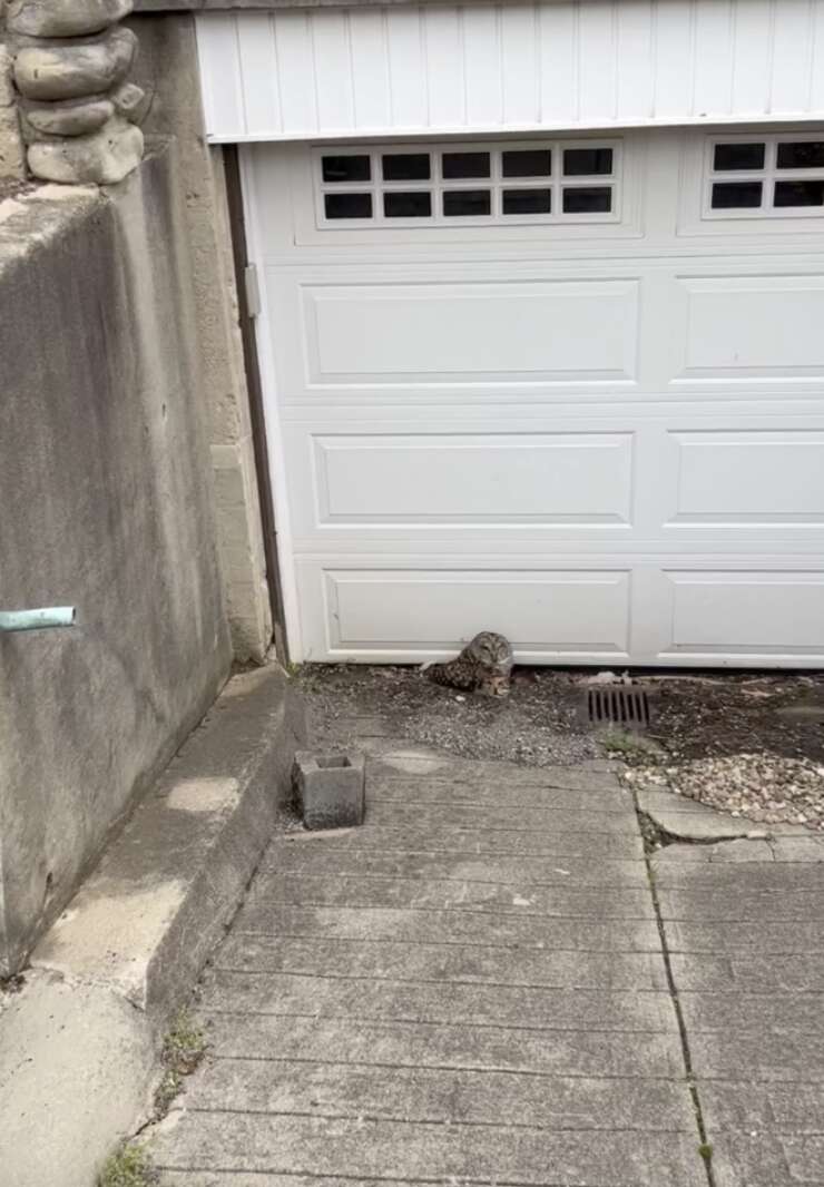 owl near garage 