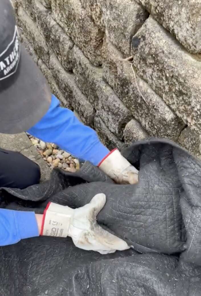 man helping owl 