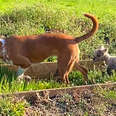 Tiny Lamb Imprints On Alpha Dog