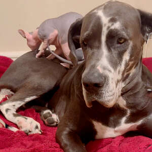 8-Pound Naked Cat Comforts His Great Dane Brother When He's Nervous!