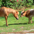 Baby Cow Struggles To Find Friends Until...