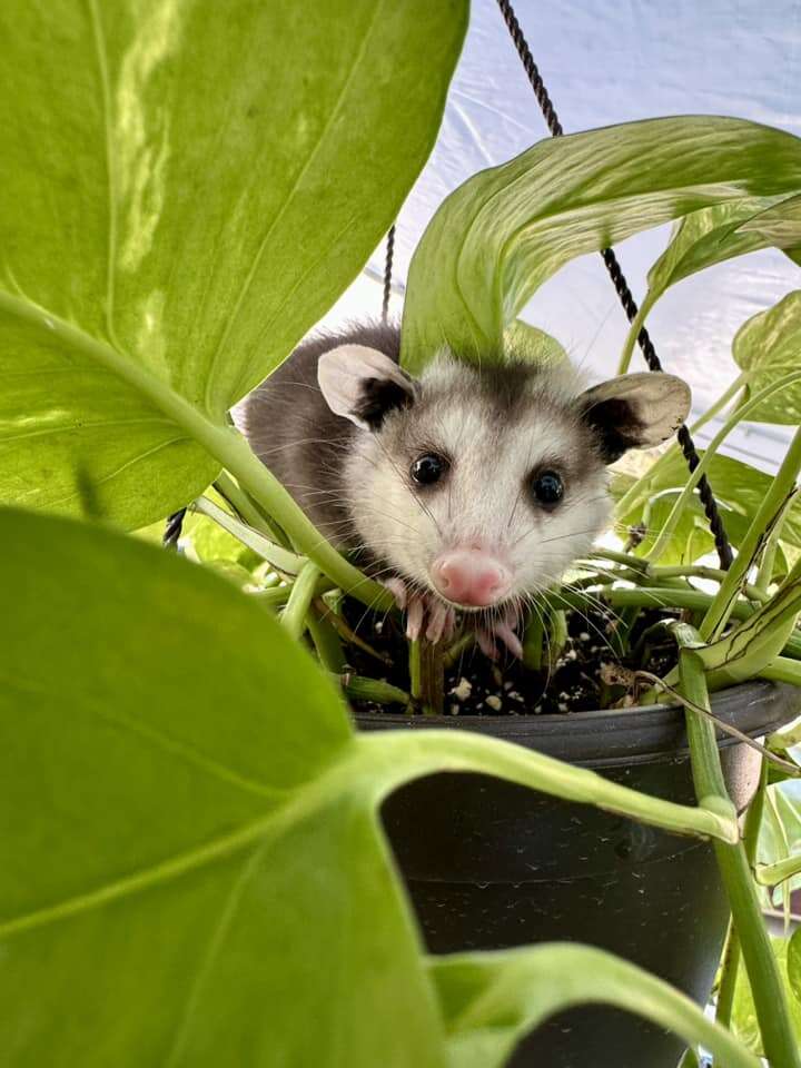 Opossum peeking out from potted plant