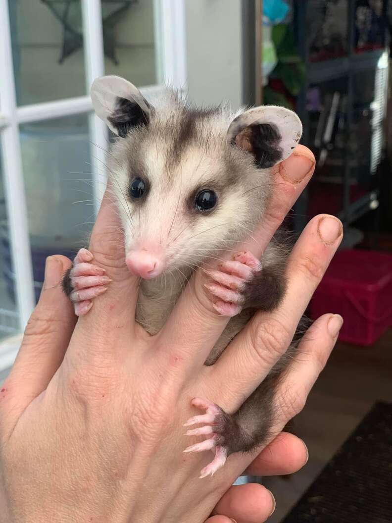 Baby opossum hanging on to someone's hand