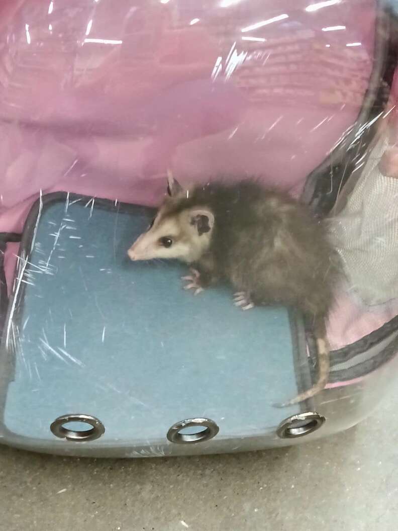 Baby opossum in the corner of a clear backpack