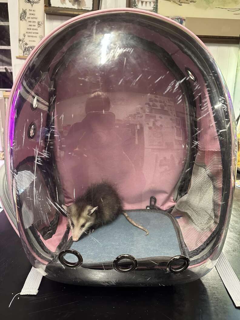 Baby opossum hiding in the corner of a clear backpack