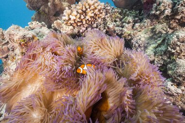 Clown fish in the Great Barrier Reef.