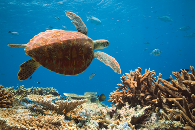 Clown fish in the Great Barrier Reef.
