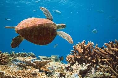 Great Barrier Reef Shown in Detailed Photos in New Google Exhibit ...