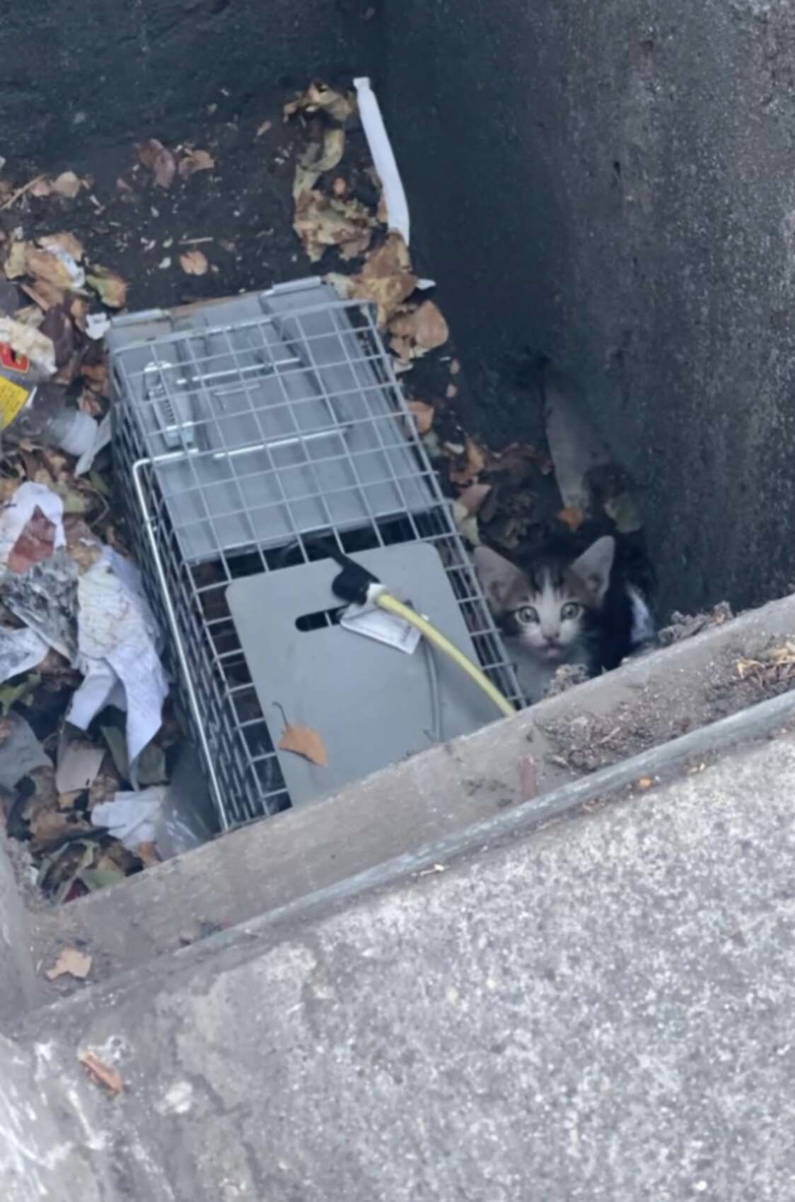 Fluffy Baby Huddled In Storm Drain Calls Out For Help, Hoping Someone ...