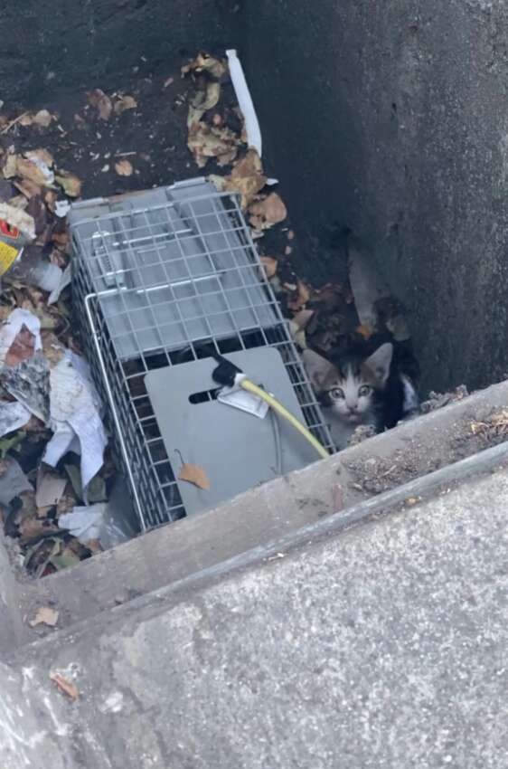 kitten crying near trap 