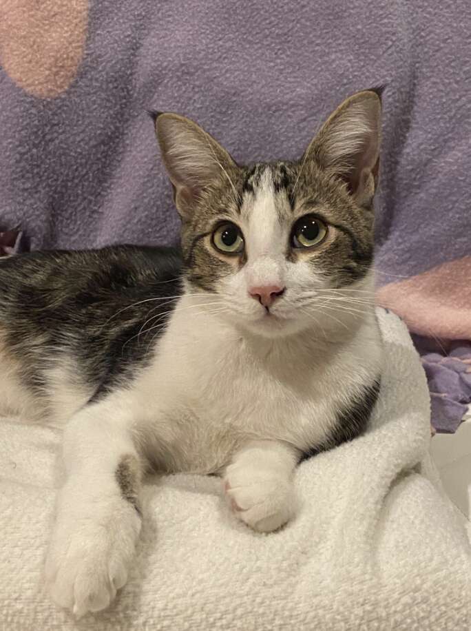 cat sitting on blanket 