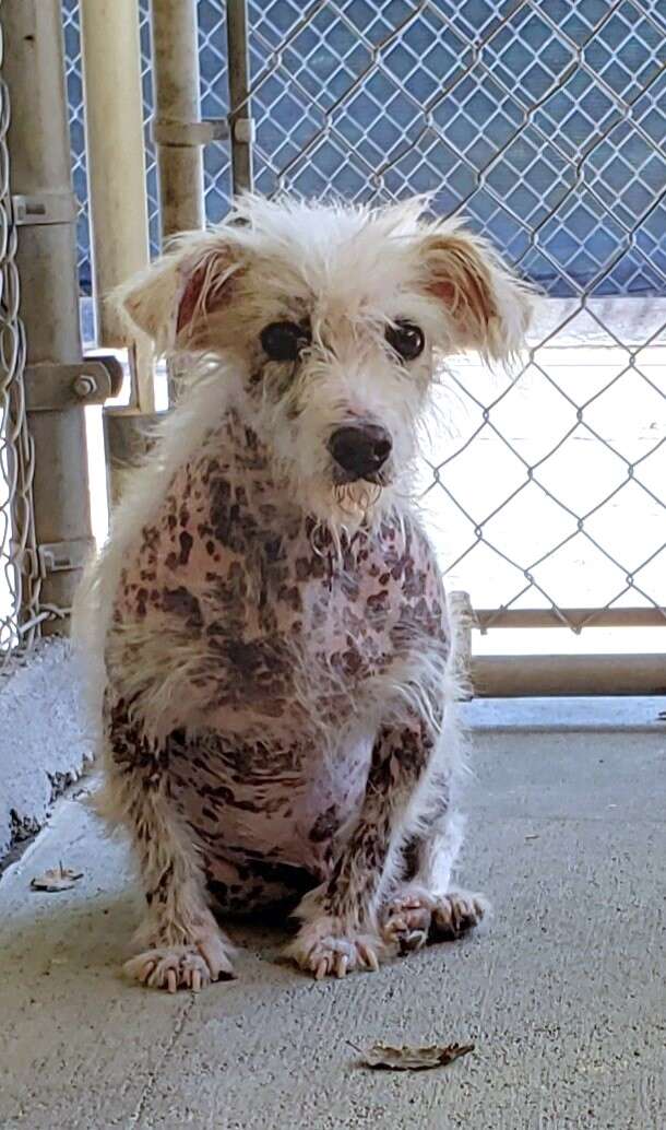 perro de refugio desnudo