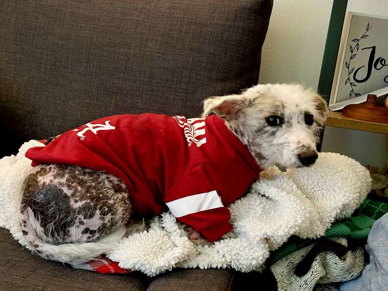 Perro de refugio desnudo