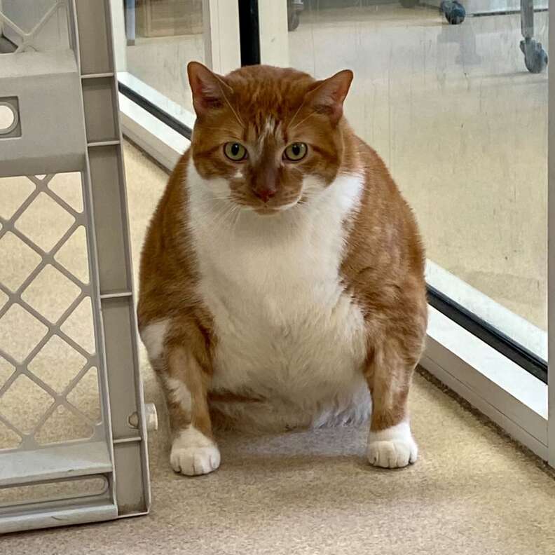 chubby cat