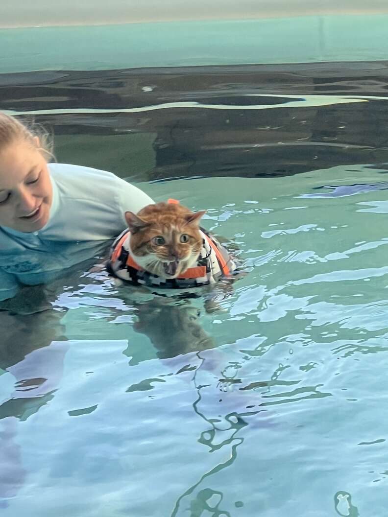 Chubby Shelter Cat Has Serious Objections To Starting Water Therapy The Dodo