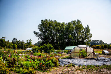 japanese garden cherry blossom
