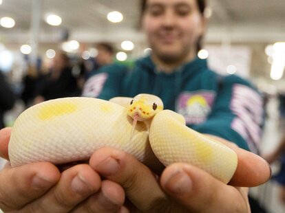 bringing animals on plane