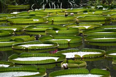 native plants best botanical gardens in the usa