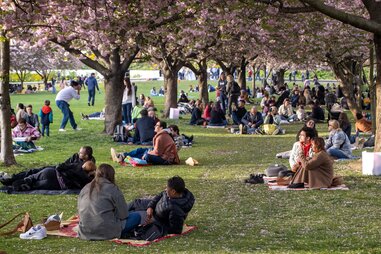 cherry blossoms best botanic gardens in the us oldest continuously operating