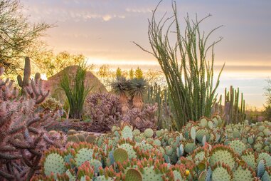 desert botanical garden phoenix