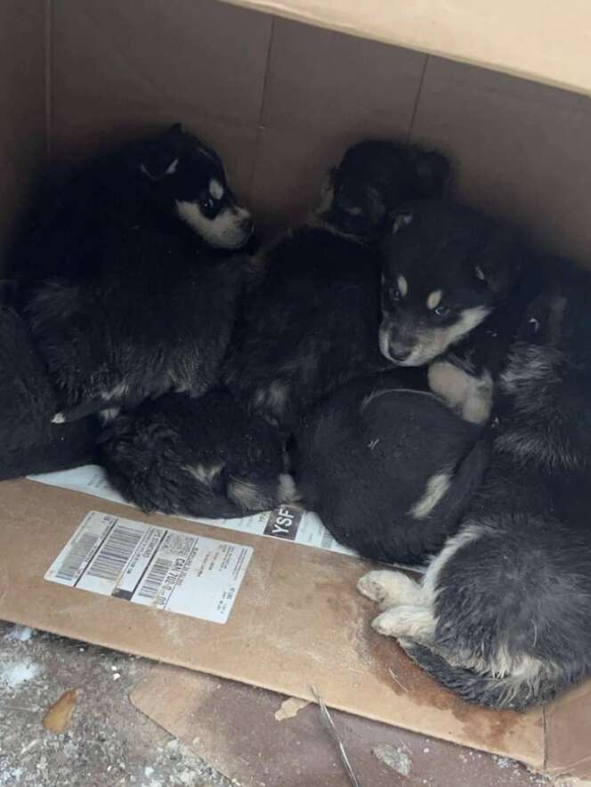 cachorros en caja