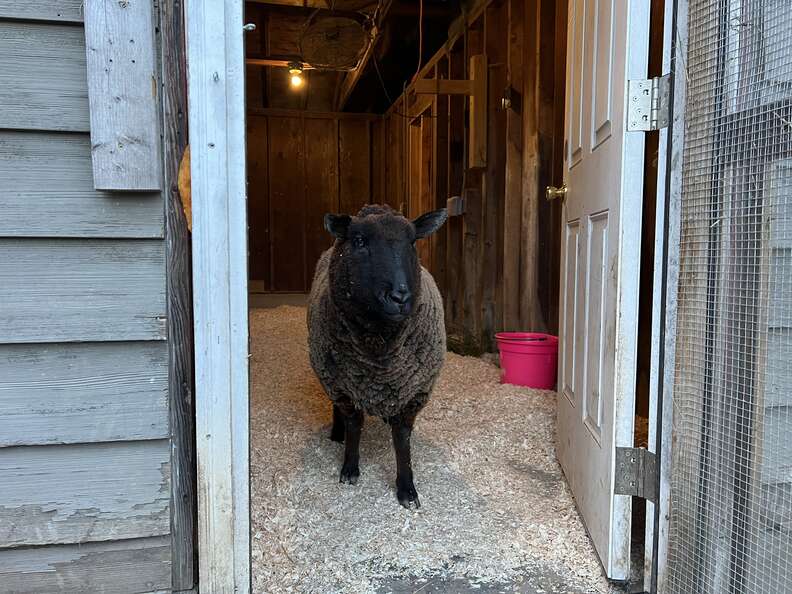 rescue sheep