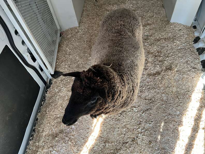 rescue sheep