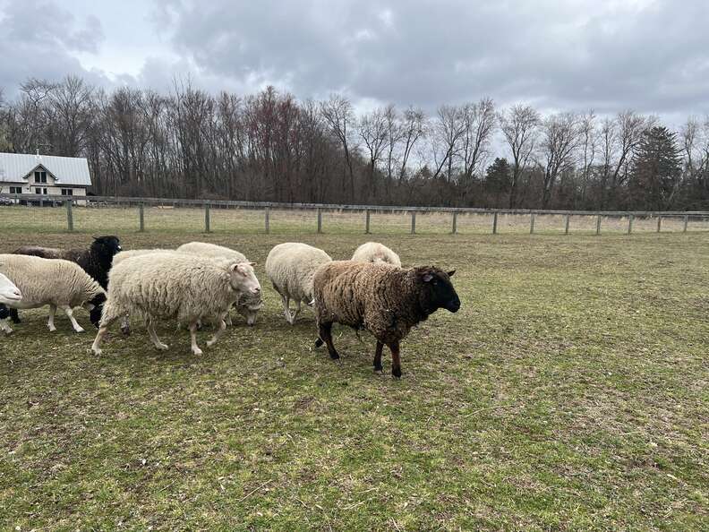 sheep rescue