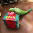 a parakeet stands next to a stack of teal cards 