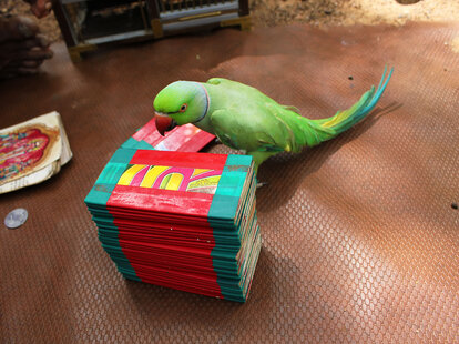 a parakeet stands next to a stack of teal cards