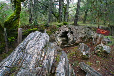 Calistoga Wellness Week: Robert Louis Stevenson Tree