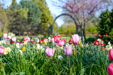 Tulips in bloom at the Queens Botanical Garden
