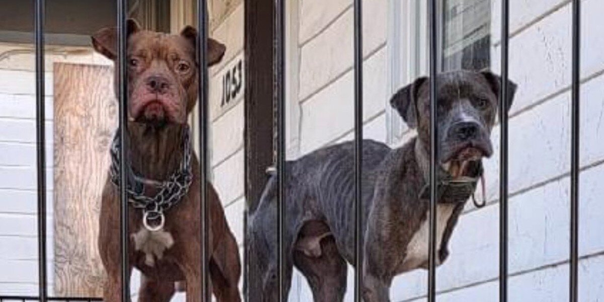 Dogs Abandoned On Porch Watch People Go By Hoping Someone Will Help ...