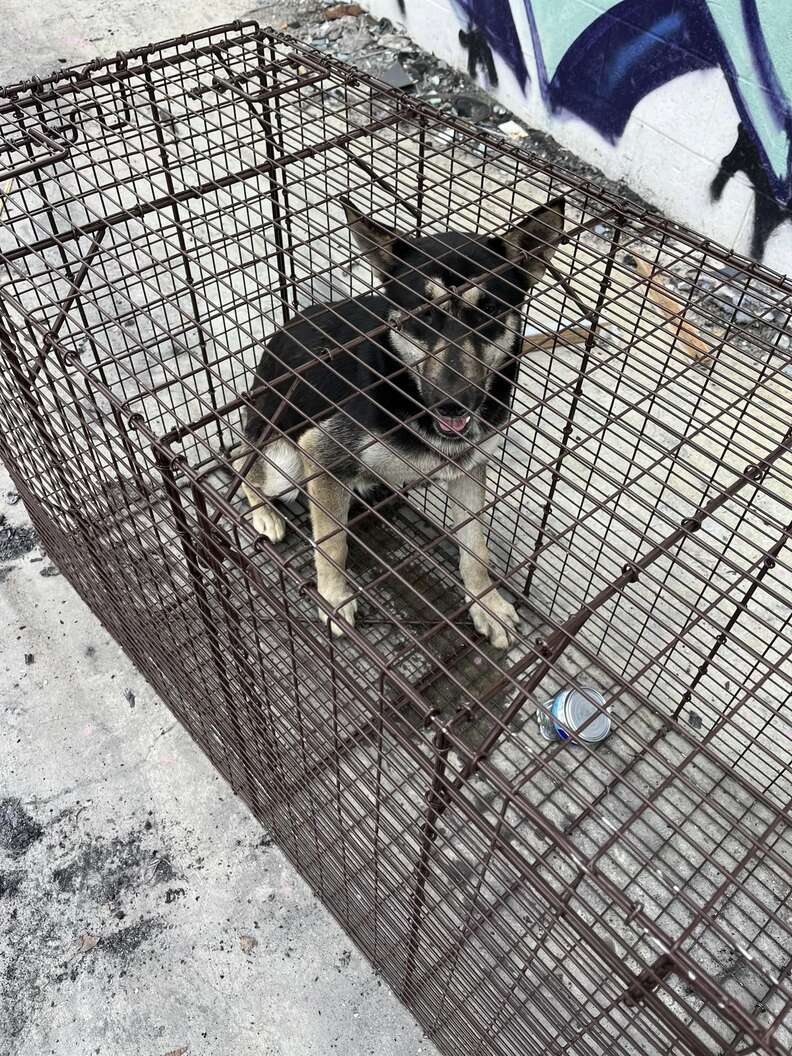 After the house burns down, a camera captures a homeless dog asking for ...